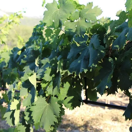 Villa L'adri Entre Vignes Et Collines *